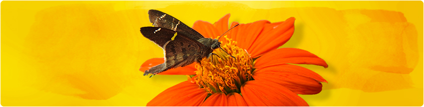 alt_Normatividad_institucional