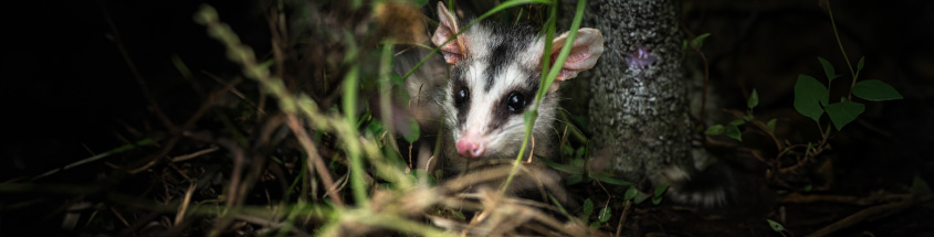 alt_Archivos_y_Colecciones_Especiales